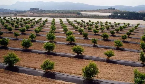 Agrotkanina OTWORY pod TUJE MALINY BORÓWKE KRZEWY itp. 0,8x10m