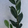 AKKA SELLOWA Feijoa - sadzonki w doniczkach