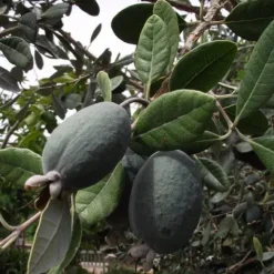 AKKA SELLOWA Feijoa - sadzonki w doniczkach