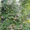 AKTINIDIA PSTROLISTNA Dr Szymanowski - sadzonki w doniczkach