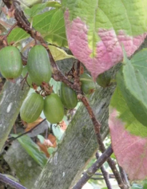 AKTINIDIA PSTROLISTNA Dr Szymanowski - sadzonki w doniczkach
