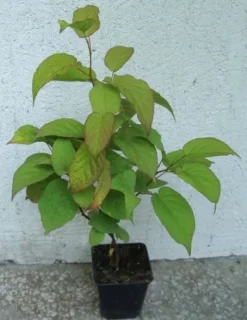 AKTINIDIA PSTROLISTNA Dr Szymanowski - sadzonki w doniczkach