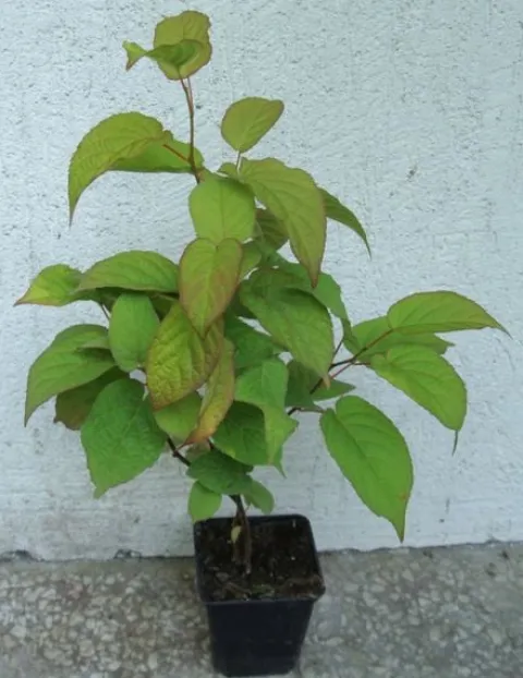 AKTINIDIA PSTROLISTNA Dr Szymanowski - sadzonki w doniczkach