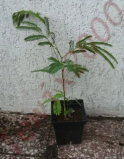 ALBICJA - jedwabne perskie drzewo SADZONKI W DON.!
