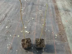 Albicja świeci śpi sadzonki 30-50cm P9