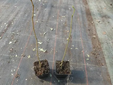Albicja świeci śpi sadzonki 30-50cm P9
