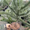 Araucaria araucana - Araukaria chilijska (małpie drzewo) 40-50cm