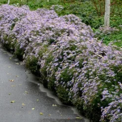 Aster krzaczasty Niebieski Wieloletni Marcinek Sadzonki w doniczkach P9