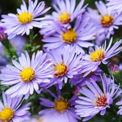 Aster krzaczasty Niebieski Wieloletni Marcinek Sadzonki w doniczkach P9