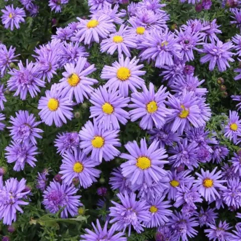 Aster krzaczasty Niebieski Wieloletni Marcinek Sadzonki w doniczkach P9