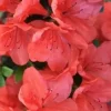 Azalia japońska GEISHA ORANGE Pomarańczowe kwiaty Różanecznik Na skalniak