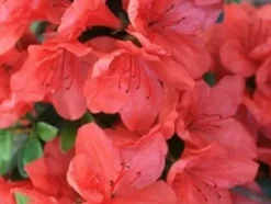 Azalia japońska GEISHA ORANGE Pomarańczowe kwiaty Różanecznik Na skalniak