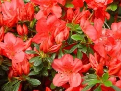 Azalia japońska GEISHA ORANGE Pomarańczowe kwiaty Różanecznik Na skalniak
