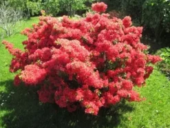 Azalia japońska GEISHA ORANGE Pomarańczowe kwiaty Różanecznik Na skalniak