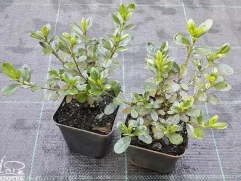 Azalia japońska KATJA Różowa Duże kwiaty Miniatura Na skalniak Rabaty