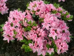 Azalia japońska KERMESINA ROSE Biało-różowa Sadzonki w doniczkach