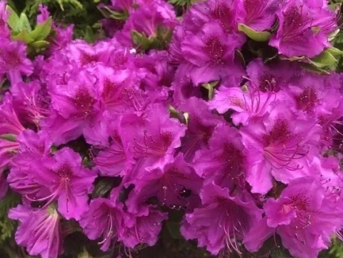 Azalia japońska KONIGSTEIN Fioletowa Na bonsai