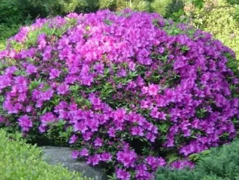 Azalia japońska KONIGSTEIN Fioletowa Na bonsai