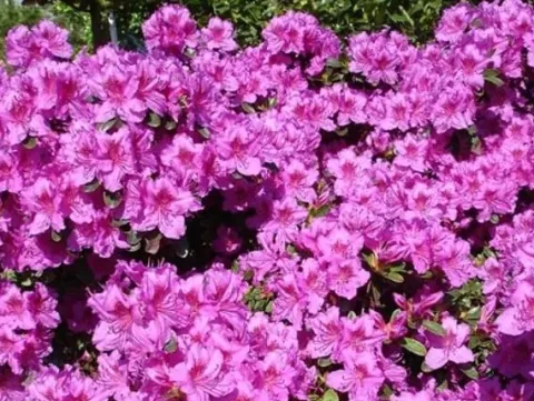 Azalia japońska KONIGSTEIN Fioletowa Na bonsai