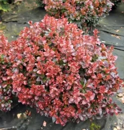 Berberys Thunberga BAGATELLE 10-30cm Rubinowy Skarb