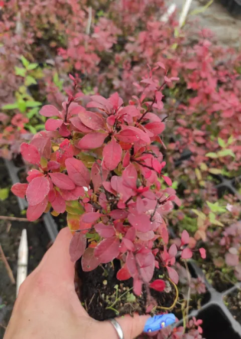 Berberys Thunberga BAGATELLE 10-30cm Rubinowy Skarb