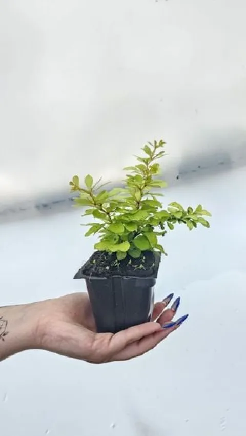 Berberys Thunberga DIABOLICUM Sadzonka p9