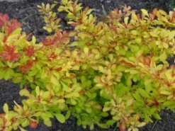 Berberys Thunberga DIABOLICUM Sadzonka p9