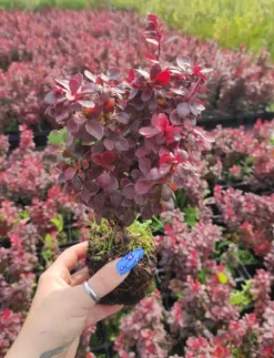 Berberys Thunberga LUTIN ROUGE 10-30cm Rubinowa Ozdoba