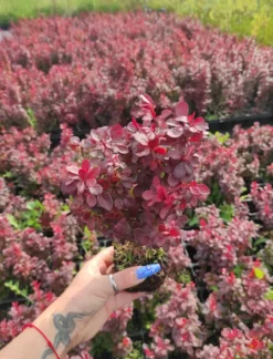 Berberys Thunberga LUTIN ROUGE 10-30cm Rubinowa Ozdoba