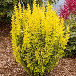 Berberys Thunberga MARIA 10-30cm Złota Królowa Ogrodu