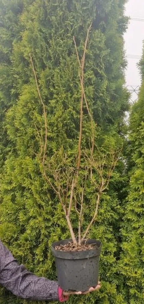 Borówka Amerykańska CHANDLER 5L 70-100cm Najlepsza Ogromne Owoce