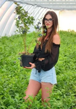 Borówka Amerykańska CHANDLER 2L 30-50cm Najlepsza Ogromne Owoce