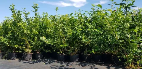 Borówka Amerykańska DUKE 50-70cm 2l Sadzonka Duże Owoce
