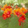 BREZYLKA NADOBNA Caesalpinia Pulcherrima NASIONA 60 sztuk - 10g.