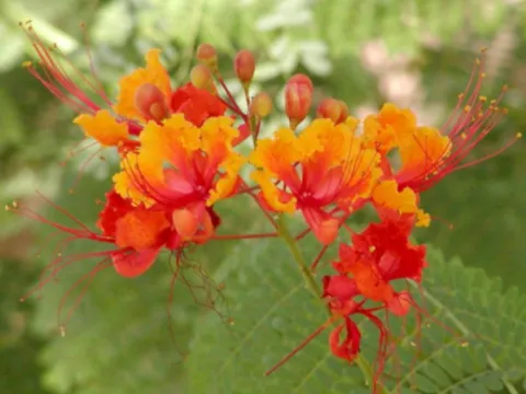 BREZYLKA NADOBNA Caesalpinia Pulcherrima NASIONA 60 sztuk - 10g.