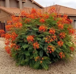 BREZYLKA NADOBNA Caesalpinia Pulcherrima NASIONA 60 sztuk - 10g.