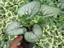 Brunera wielkolistna SILVER HEART Brunnera Do cienia Sadzonki doniczka 1L