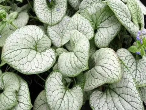 Brunera wielkolistna SILVER HEART Brunnera Do cienia Sadzonki doniczka 1L