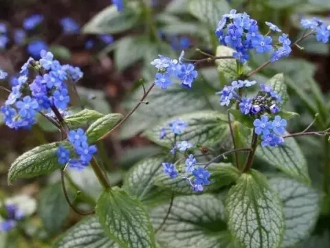 Brunera wielkolistna SILVER HEART Brunnera Do cienia Sadzonki doniczka 1L