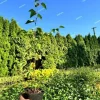 Brzoza pożyteczna 'Doorenbos' Biała kora 40-60cm (Betula utilis) P13