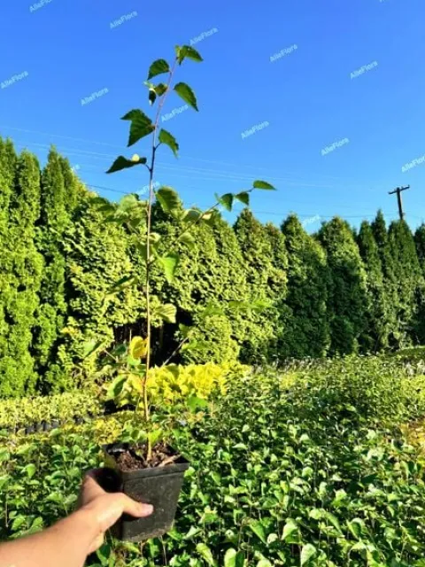 Brzoza pożyteczna 'Doorenbos' Biała kora 40-60cm (Betula utilis) P13