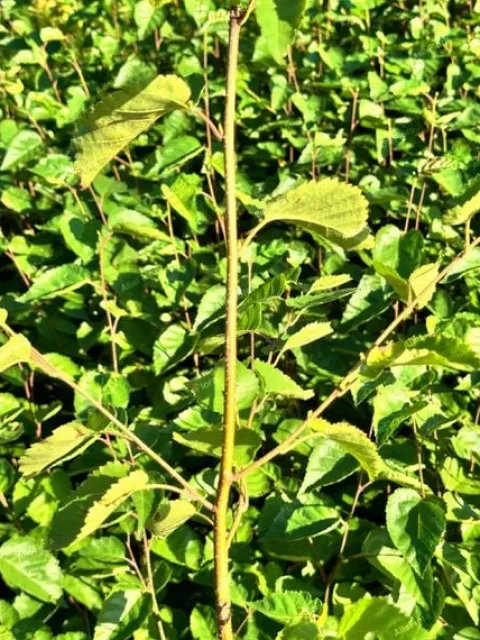 Brzoza pożyteczna 'Doorenbos' Biała kora 40-60cm (Betula utilis) P13
