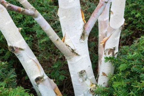 Brzoza pożyteczna 'Doorenbos' Biała kora 40-60cm (Betula utilis) P13