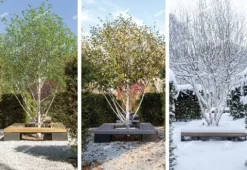 Brzoza pożyteczna 'Doorenbos' Biała kora 40-60cm (Betula utilis) P13