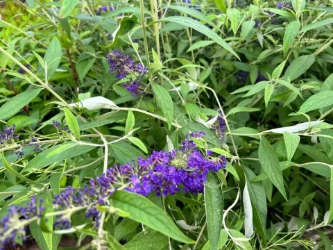 Budleja Dawida 'Empire Blue' Niebieska (Buddleja davidii) Doniczka 2.0L