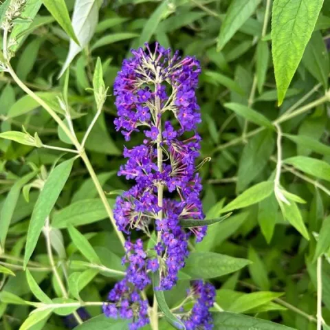 Budleja Dawida 'Empire Blue' Niebieska (Buddleja davidii) Doniczka 2.0L