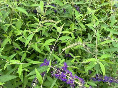 Budleja Dawida 'Empire Blue' Niebieska (Buddleja davidii) Doniczka 2.0L