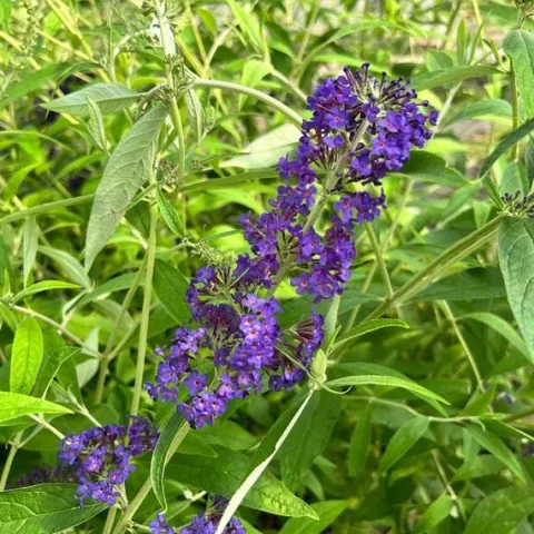Budleja Dawida 'Empire Blue' Niebieska (Buddleja davidii) Doniczka 2.0L