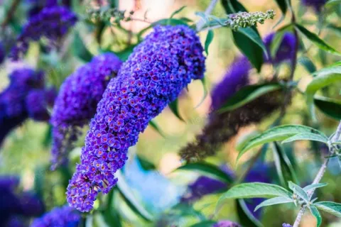Budleja Dawida 'Empire Blue' Niebieska (Buddleja davidii) Doniczka 2.0L