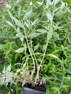 Budleja Dawida 'Empire Blue' Niebieska (Buddleja davidii) Doniczka 2.0L
